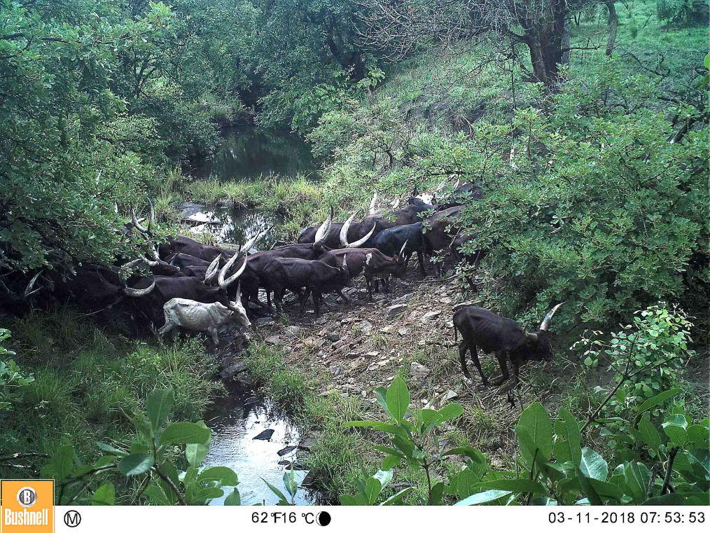 A herd of Cattle in a Protected area