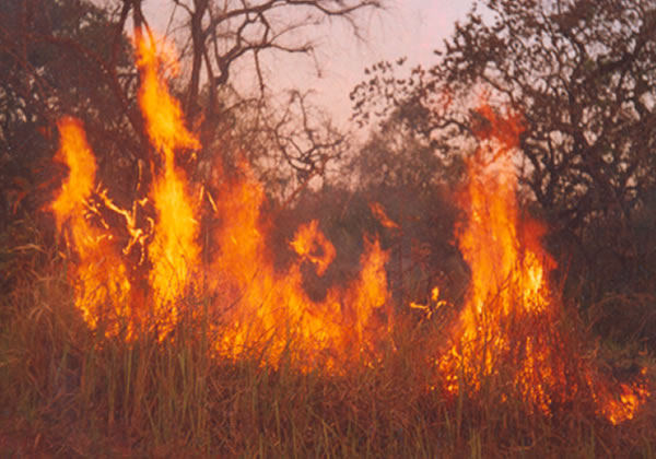 (b) Part of the Budongo forest Reserve adjacent to Murchison Falls National Park - 2004