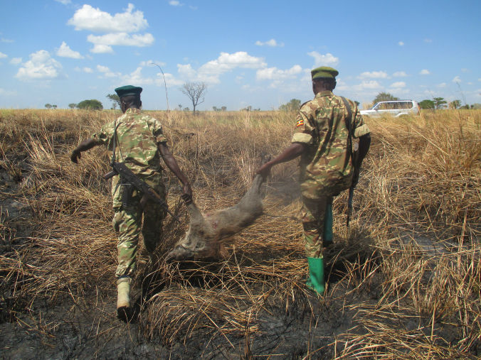 Bushmeat - Warthog carried away by rangers