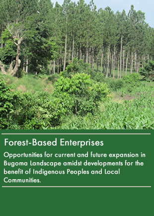 Forest Based Enterprises In Bugoma Landscape