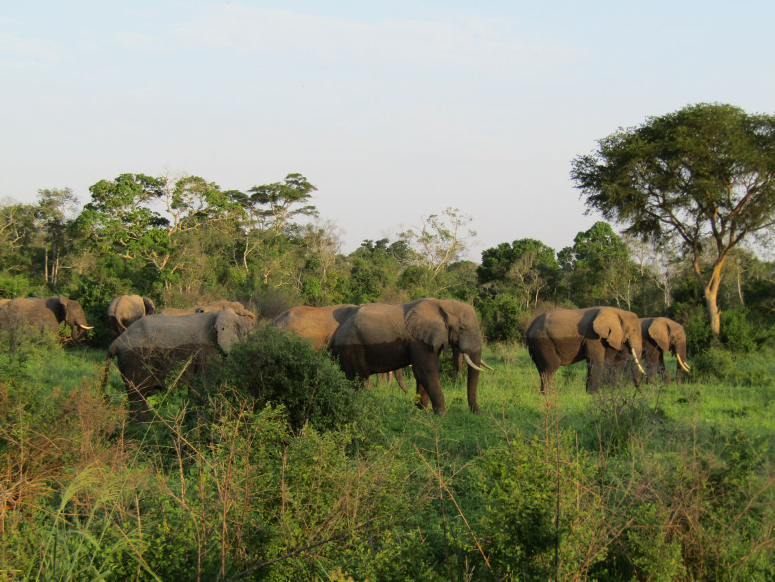 Elephant Herd