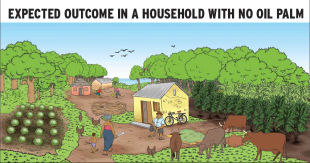 Expected outcome in a household with no oil palm