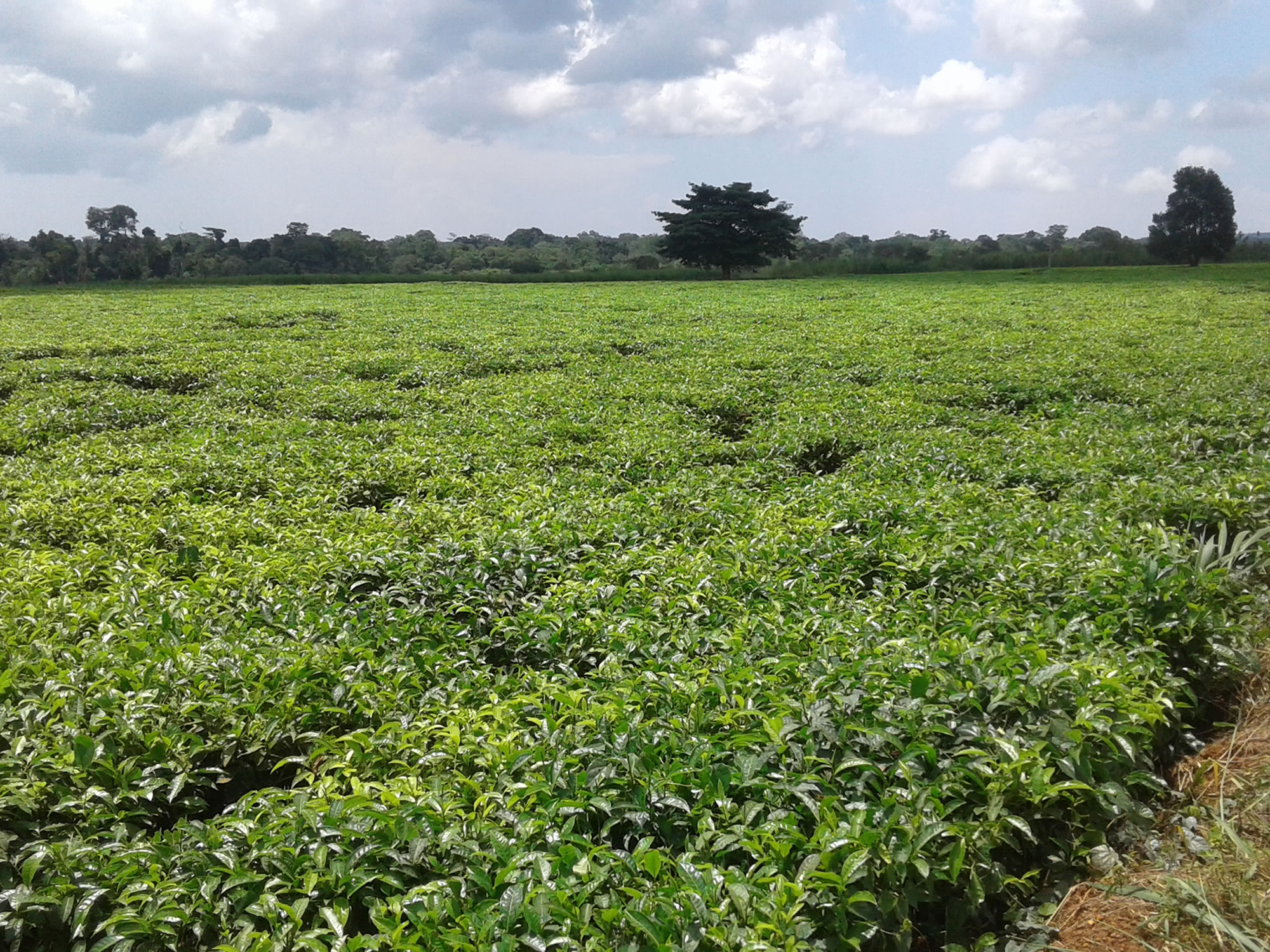 Tea Estate in the Landscape 