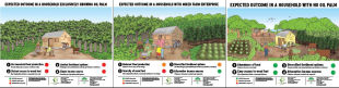 Household level Oil Palm development story