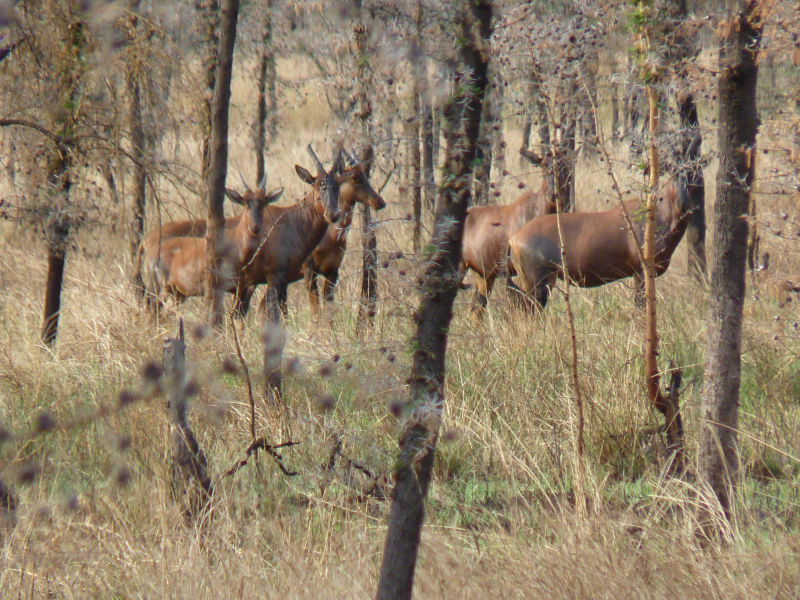 Antelope