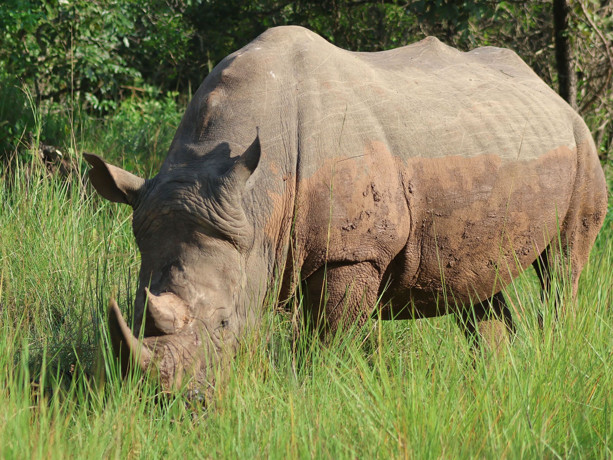 Protection of the endangered White Rhinos 