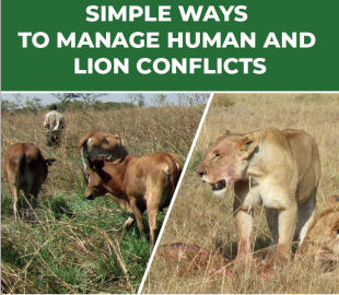 Simple ways to manage Human and Lion Conflicts