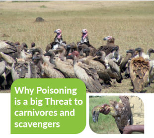 Why poisoning is a big threat to Carnivores and Scavengers