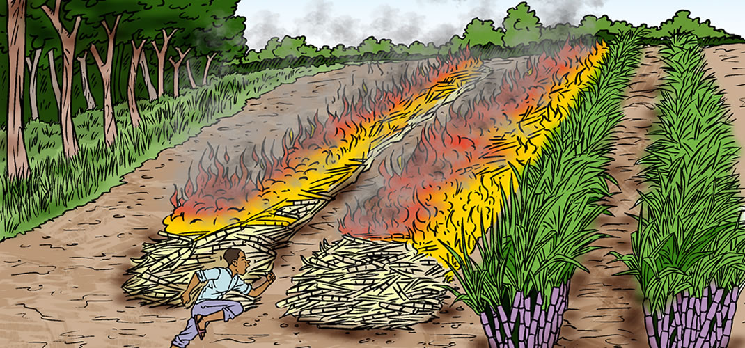 Wildfire