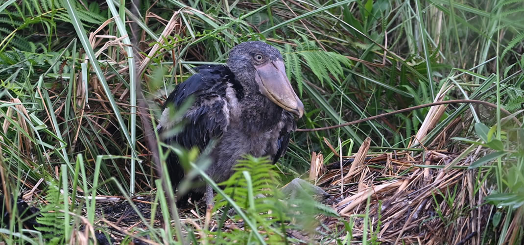 Latest Newsletter: Ecological Call